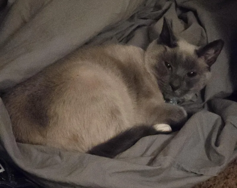 An adult medium-sized female Blue Point Applehead Siamese cat named Seraphine for adoption in Plain City, OH