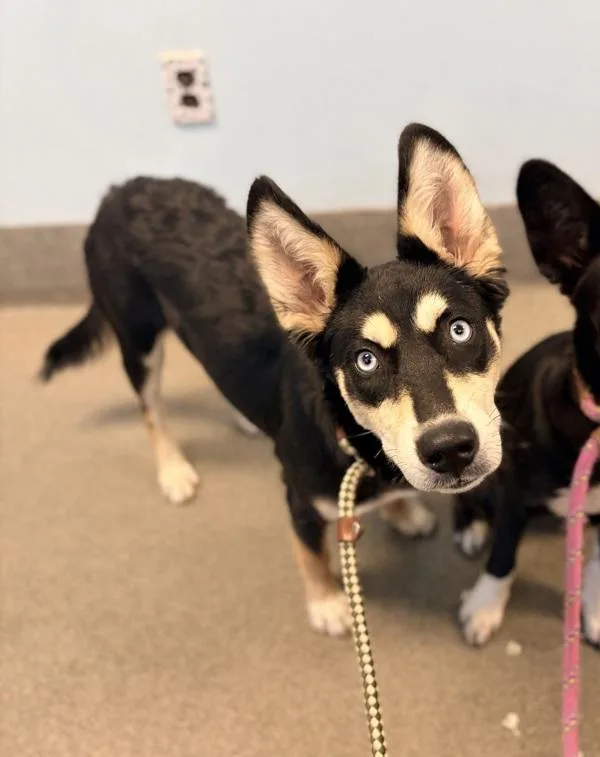 A young medium-sized female Siberian Husky dog named Ritzy for adoption in Richmond, VA