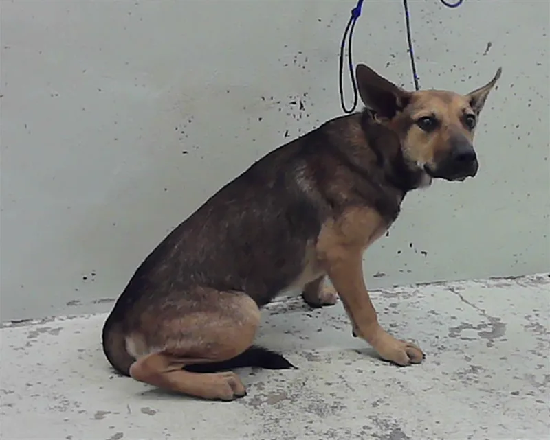 A young small-sized male German Shepherd Dog dog named Marbin for adoption in Houston, TX