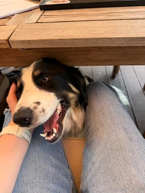 Tombstone Talent  Local thumbnail 3