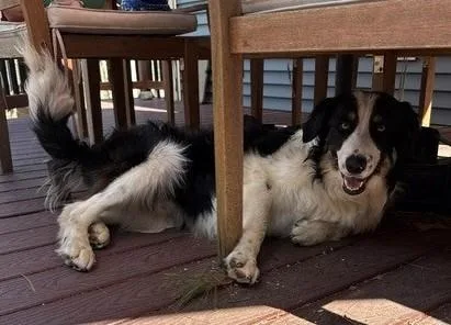 Tombstone Talent  Local thumbnail 4