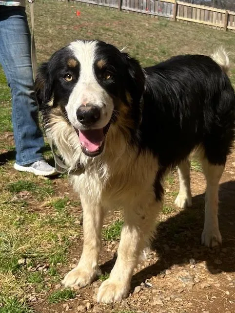 Tombstone Talent  Local thumbnail 6