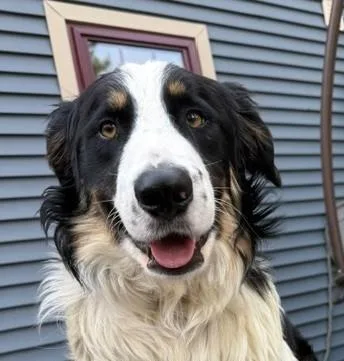 A young medium-sized male Tricolor (Brown, Black, & White) Australian Shepherd dog named Tombstone Talent Local for adoption in Andover, MA