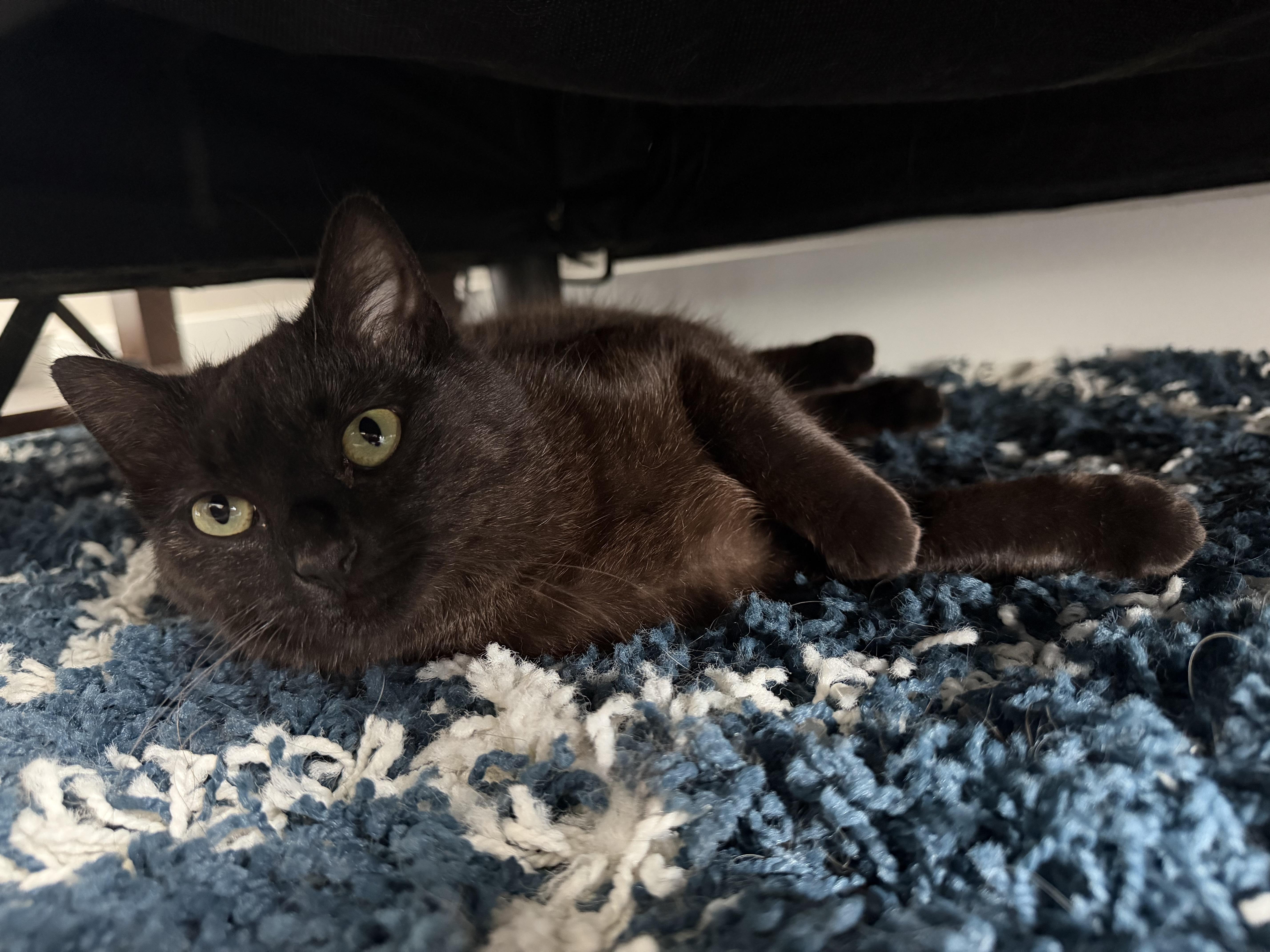 A young medium-sized female Black Domestic Short Hair cat named Unagi for adoption in Evanston, IL