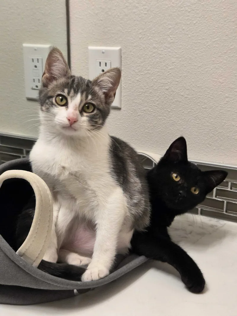 A baby medium-sized female Gray & White Domestic Short Hair cat named Midge and Mabel for adoption in Seattle, WA