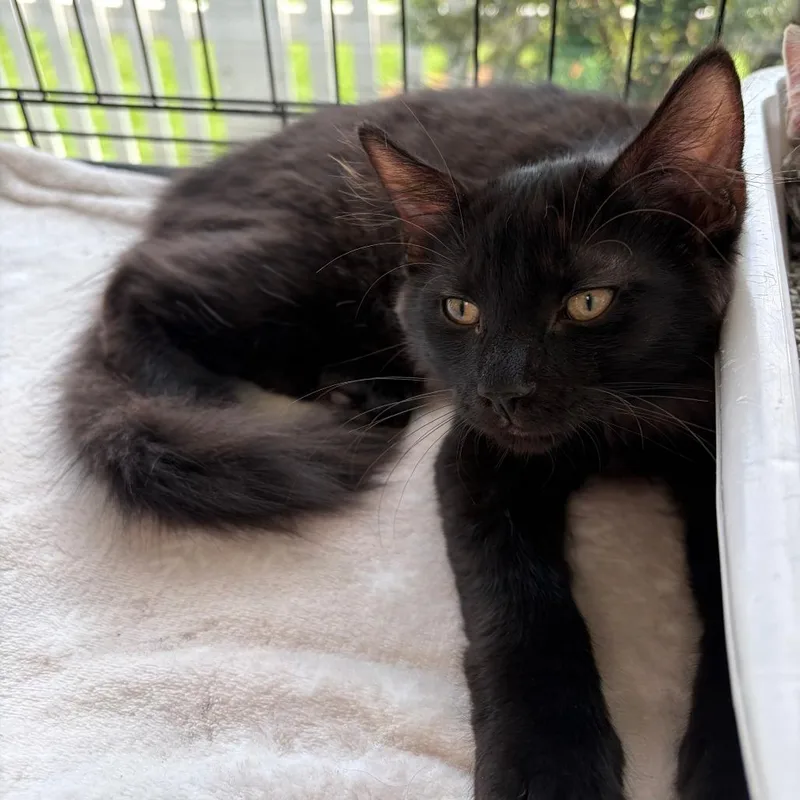 A baby medium-sized female Black Domestic Short Hair cat named Gia for adoption in Deerfield, IL