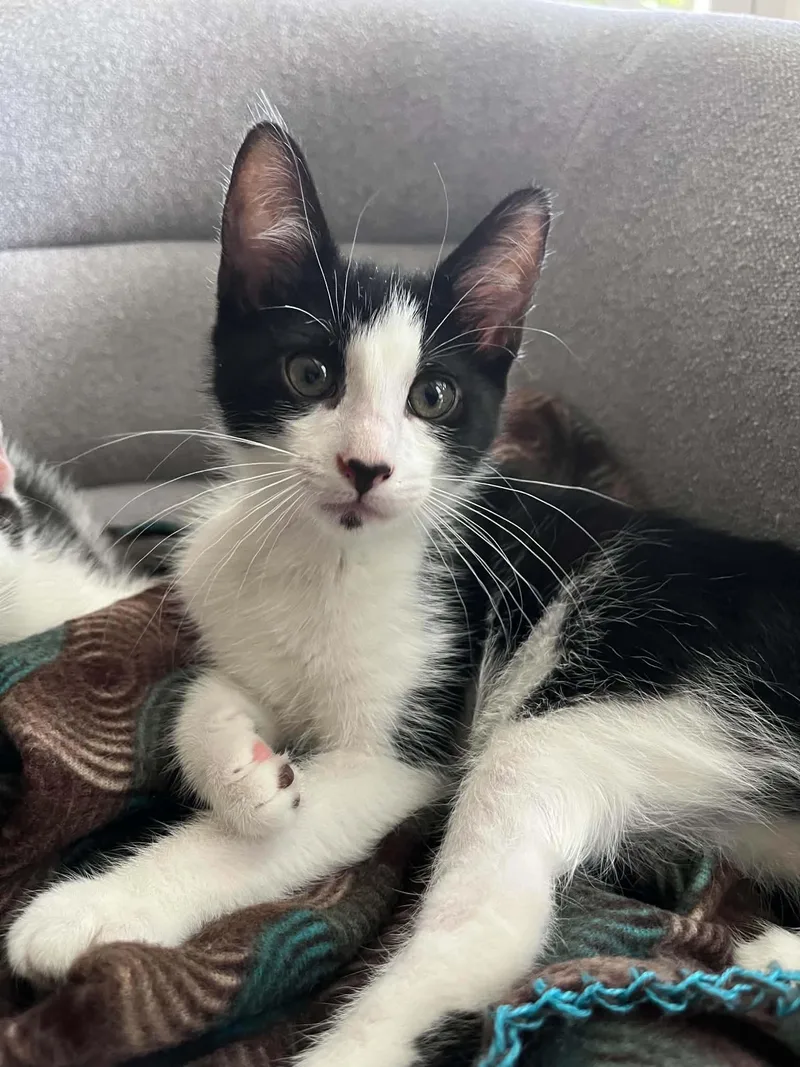 A baby small-sized female Black & White / Tuxedo Domestic Short Hair cat named Oreo for adoption in Lawrenceville, GA