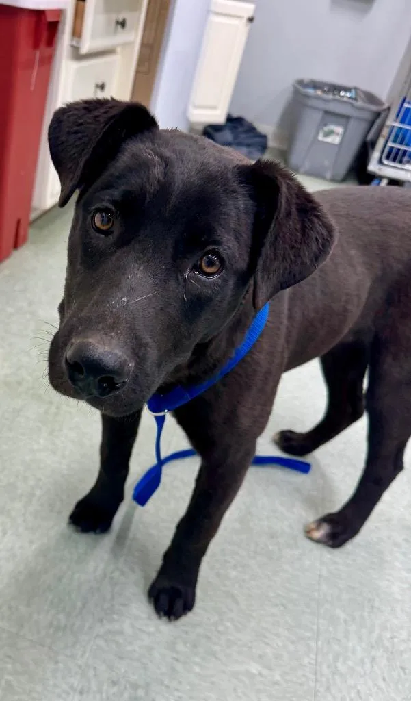 A baby medium-sized female Labrador Retriever dog named Juno Hold Until for adoption in Danielsville, GA