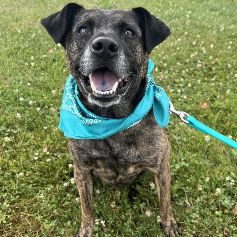 A senior medium-sized female Brindle Mixed Breed dog named Bernice for adoption in Novelty, OH