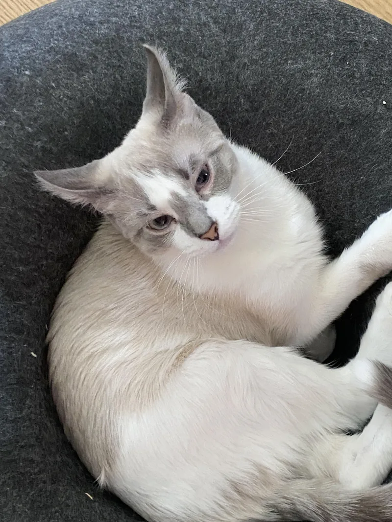 A young large-sized female Domestic Short Hair cat named Macaron and Eclair for adoption in Wheeling, IL