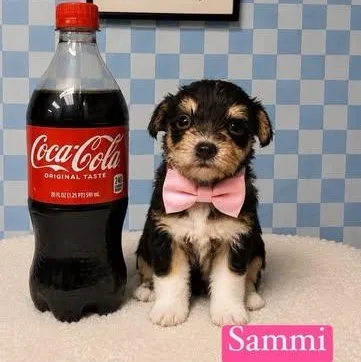 A baby small-sized female Brown / Chocolate Yorkshire Terrier dog named Sammi for adoption in Crosby, TX