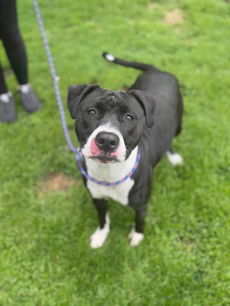 An adult large-sized female Pit Bull Terrier dog named Tali for adoption in Lima, OH