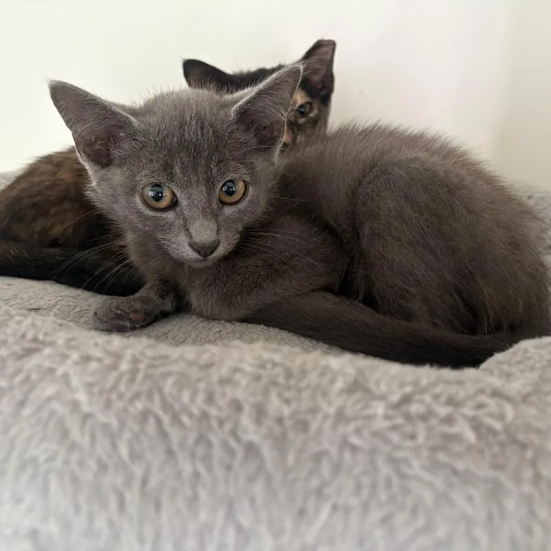 A baby small-sized male Gray / Blue / Silver Domestic Short Hair cat named Fiyero for adoption in Chattanooga, TN