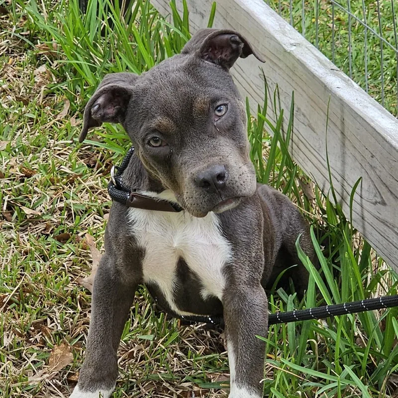 Bruiser