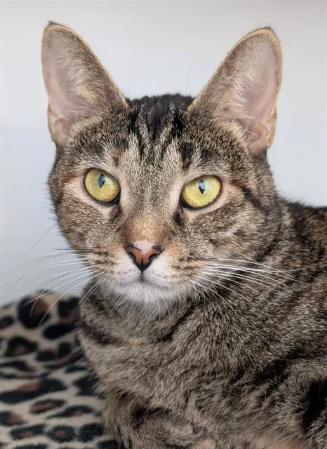 A young medium-sized female Domestic Short Hair cat named Hazel for adoption in Canfield, OH