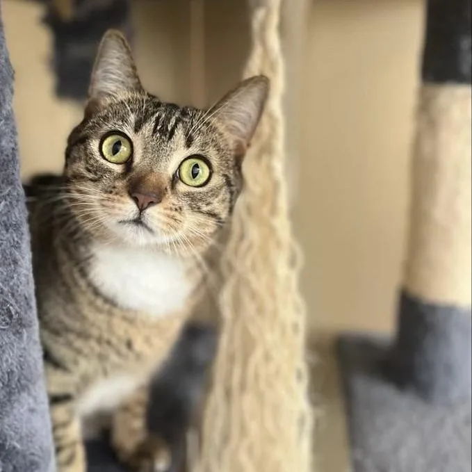 An adult medium-sized female Gray / Blue / Silver Domestic Short Hair cat named Little Girl for adoption in Freeport, FL