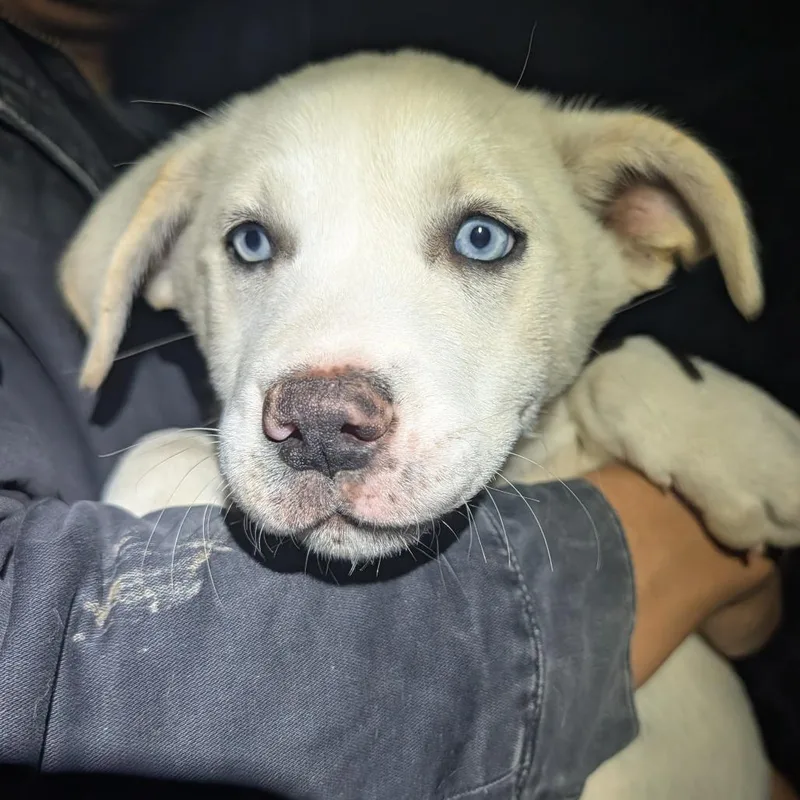 A baby small-sized female White / Cream Mixed Breed dog named Lishu for adoption in Park City, UT