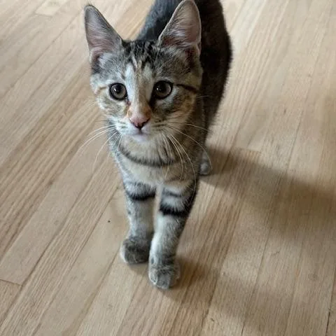 Coral  Mahogany  thumbnail 2