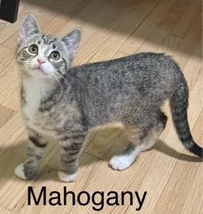 Coral  Mahogany  thumbnail 3