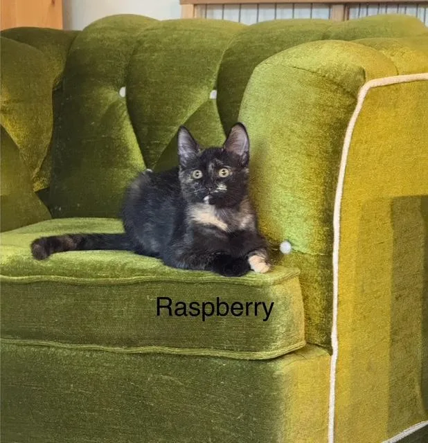 Coral  Mahogany  thumbnail 4