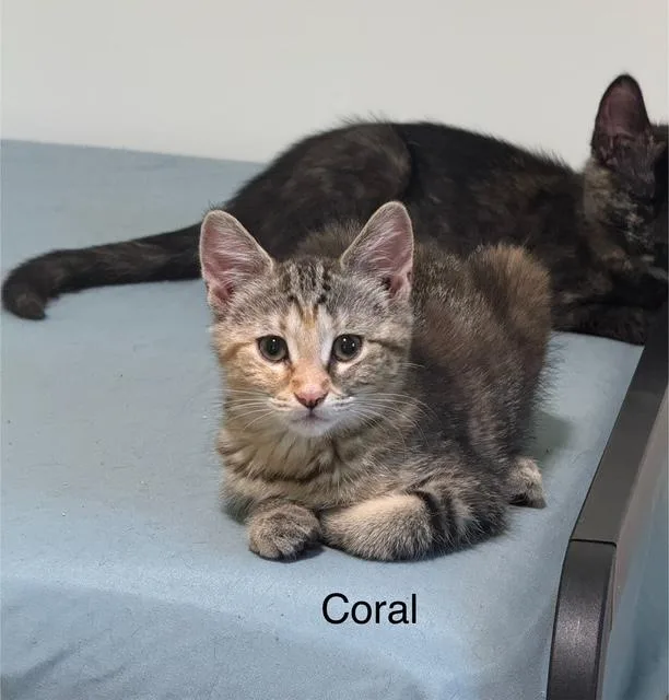 Coral  Mahogany  thumbnail 5