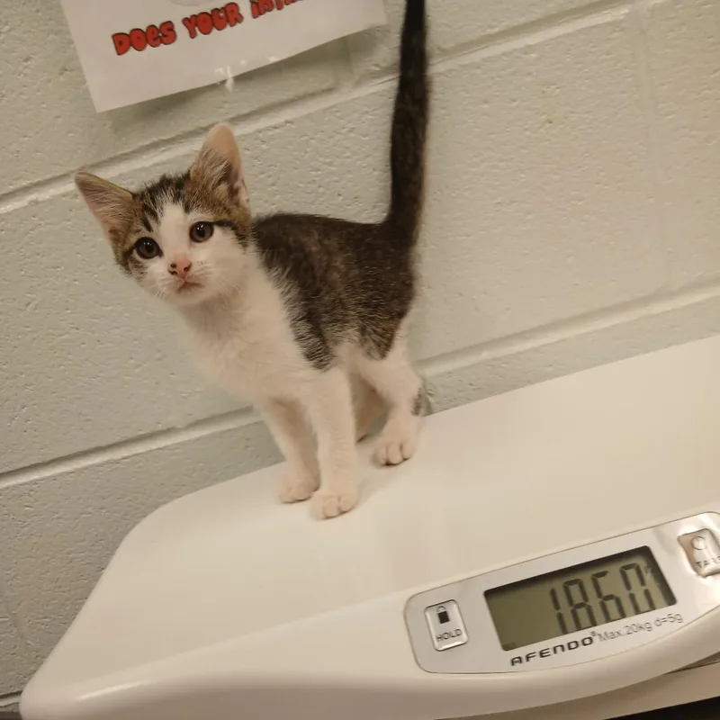 A baby small-sized male Orange / Red Domestic Short Hair cat named Gingie for adoption in Chattanooga, TN