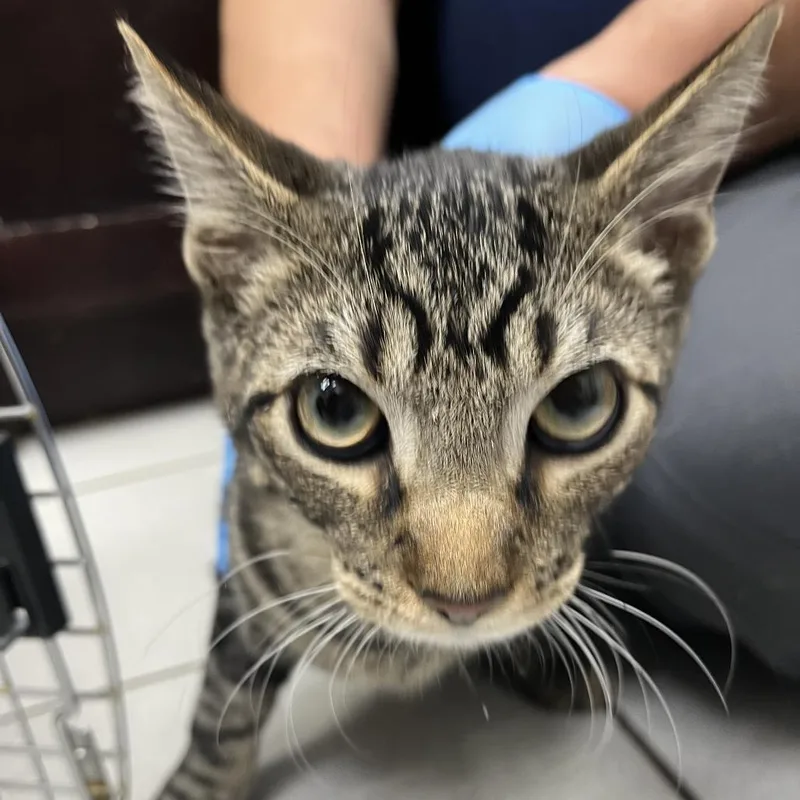 A young medium-sized male Brown / Chocolate Domestic Short Hair cat named Greenie for adoption in Newark, NJ