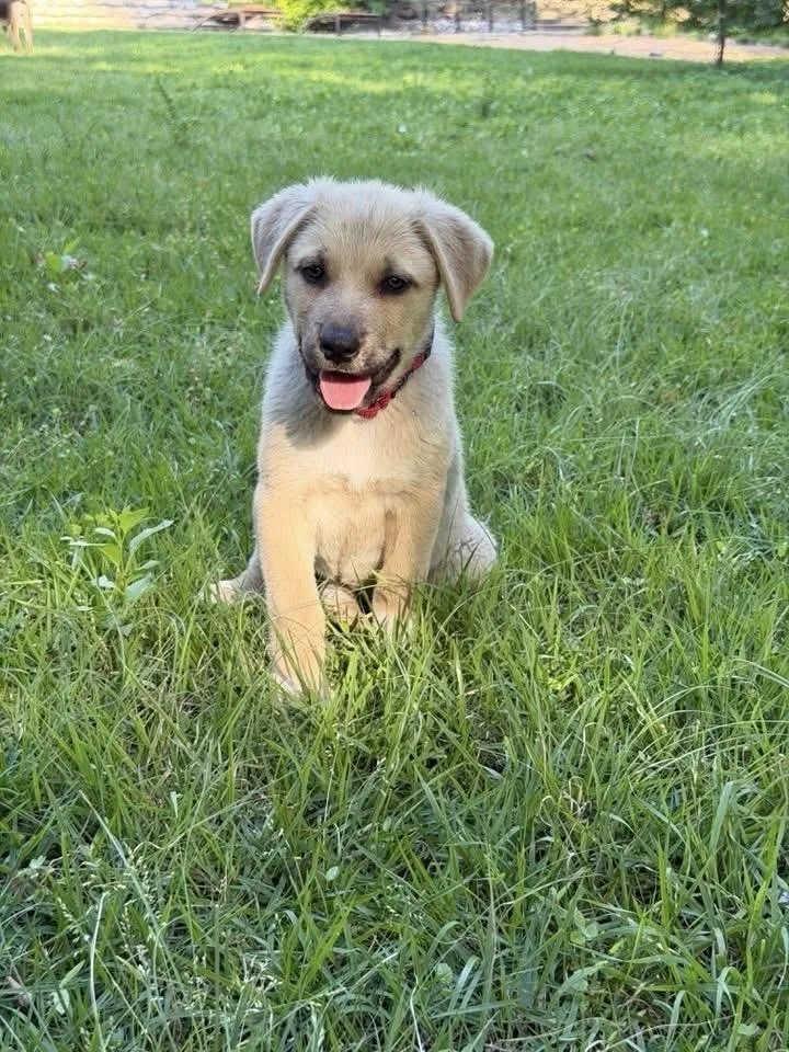A baby large-sized female Shepherd dog named Harley “coming Soon!” for adoption in Richardson, TX