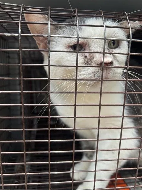 An adult large-sized female Domestic Short Hair cat named Jello for adoption in Houston, TX