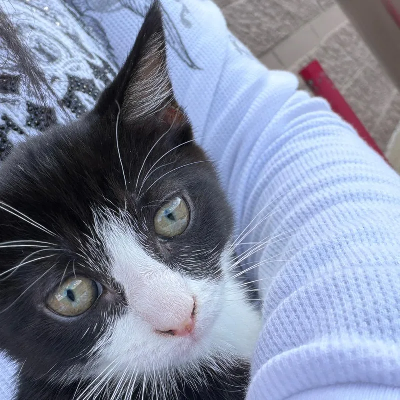 Oreo