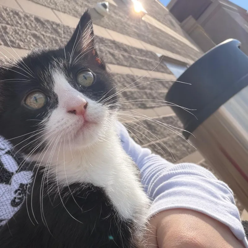 Oreo thumbnail 2