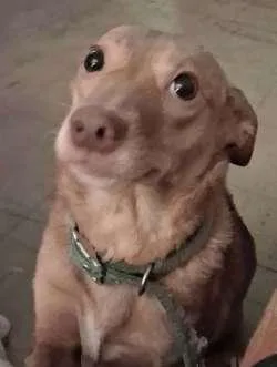 A young small-sized female Dachshund dog named Cinnamon for adoption in Sudbury, MA