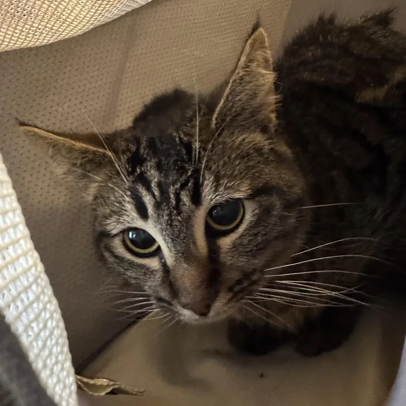 A young medium-sized male Brown / Chocolate Domestic Short Hair cat named Phoenix for adoption in Santa Barbara, CA