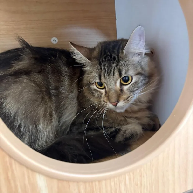 An adult large-sized male Brown / Chocolate Domestic Medium Hair cat named Michi for adoption in Laredo, TX