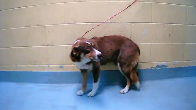 A young medium-sized female Australian Shepherd dog named Roja for adoption in Tulsa, OK