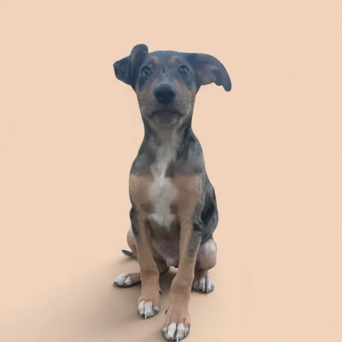 A baby medium-sized male Brown / Chocolate Mixed Breed dog named Licorice for adoption in Elyria, OH