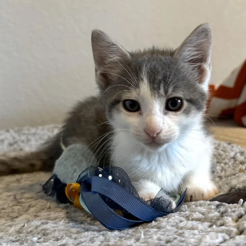 A baby small-sized male Gray / Blue / Silver Domestic Short Hair cat named Mushroom for adoption in Austin, TX