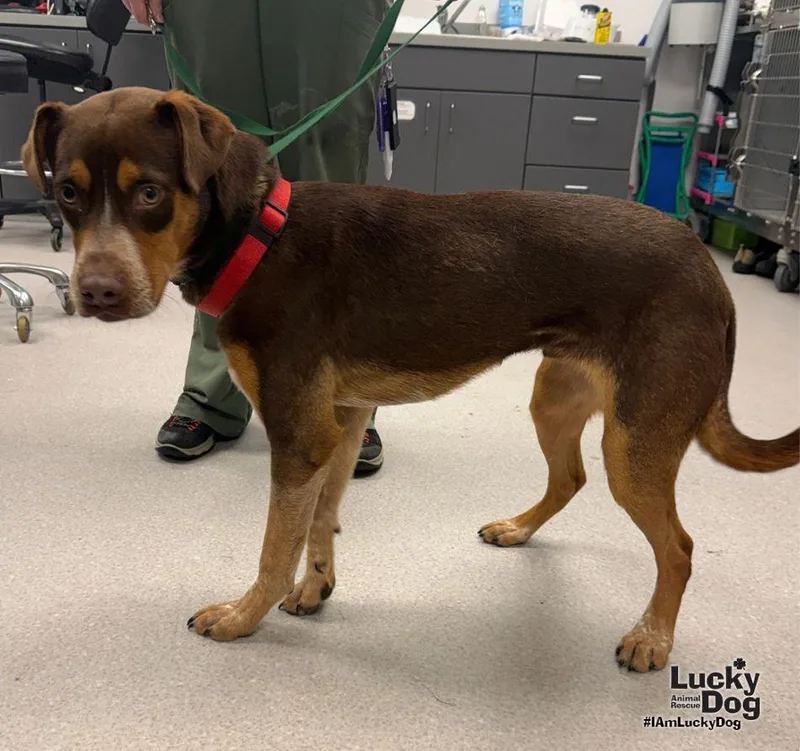 A young medium-sized male Australian Cattle Dog / Blue Heeler dog named Scad for adoption in Washington, DC