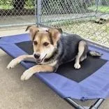 A baby medium-sized female Australian Shepherd dog named Alani for adoption in Woodstock, IL