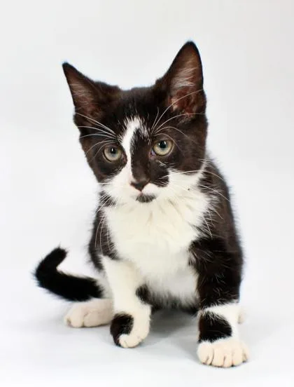 A baby small-sized female Domestic Short Hair cat named Kendra for adoption in Morton Grove, IL