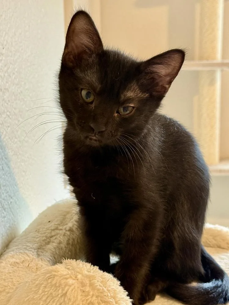 A baby small-sized female Domestic Short Hair cat named Bean Burrito for adoption in Dallas, TX