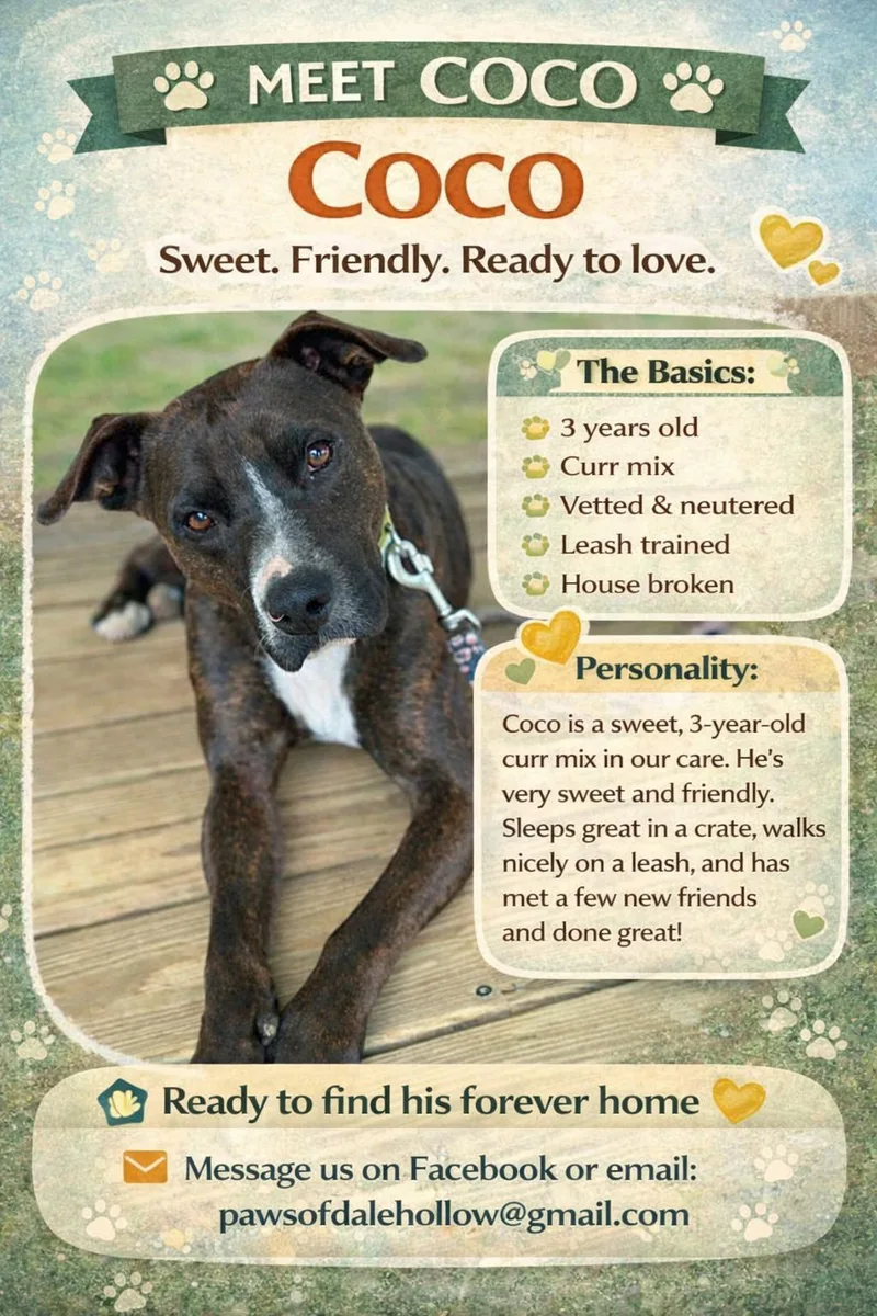 An adult medium-sized male Brindle Black Mouth Cur dog named Coco for adoption in Byrdstown, TN