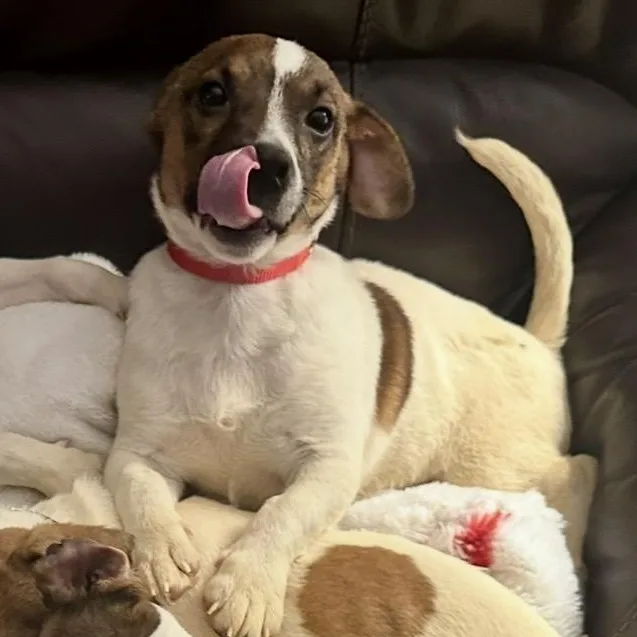 A young small-sized male Jack Russell Terrier dog named Arlo for adoption in Richmond, VA