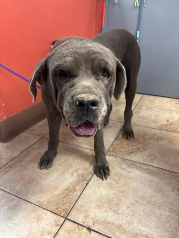 An adult large-sized female Brown / Chocolate Mixed Breed dog named Lady Bug for adoption in Cincinnati, OH