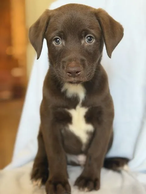 Pele