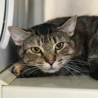 An adult medium-sized female Domestic Short Hair cat named Anastasia for adoption in Reisterstown, MD