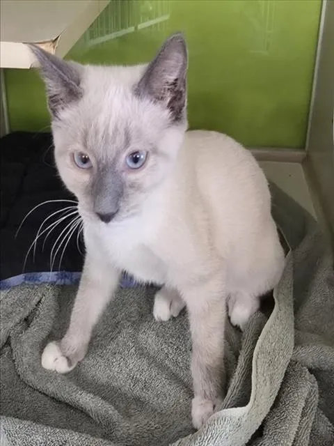 A baby small-sized male Siamese cat named Simon for adoption in Woodland, CA