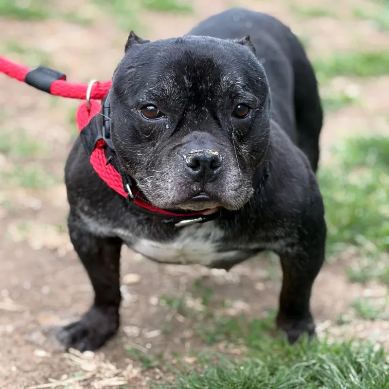 A senior small-sized female Black Pit Bull Terrier dog named Pork Chop for adoption in Philadelphia, PA