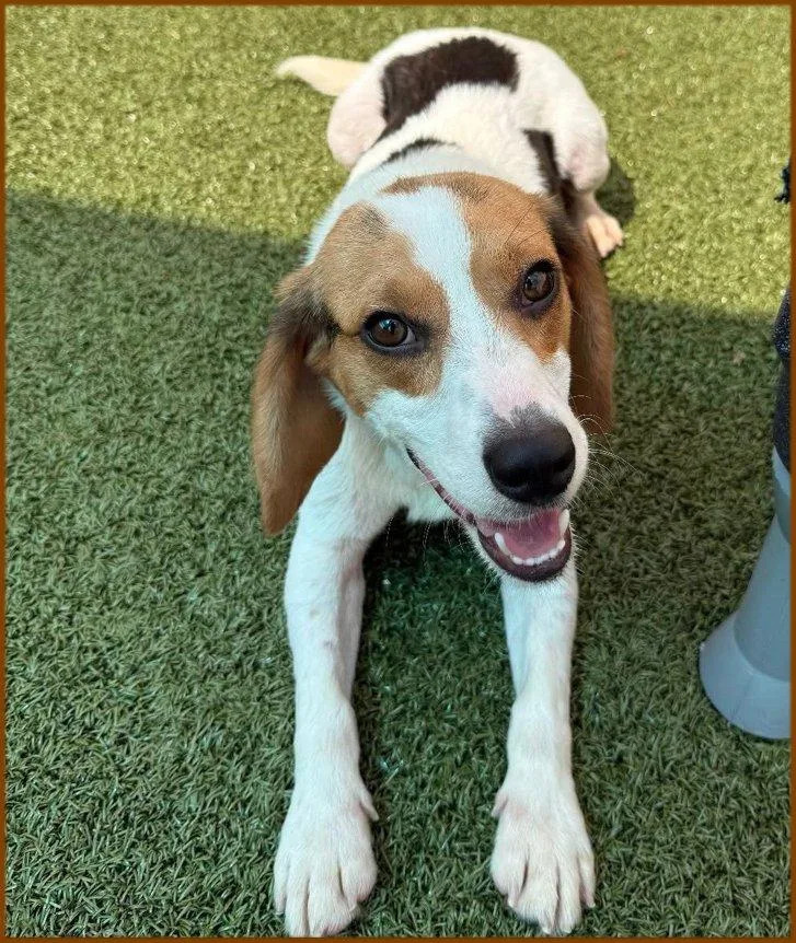 A young small-sized male Tricolor (Brown, Black, & White) Beagle dog named Bolt for adoption in Atco, NJ