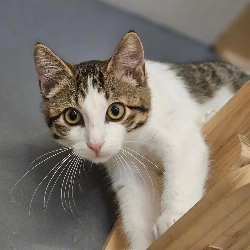 A baby small-sized female White Domestic Short Hair cat named Lizzie for adoption in Bismarck, ND